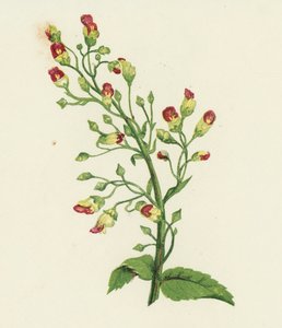 Scrophularia Nodosa (litografía en color) de English School