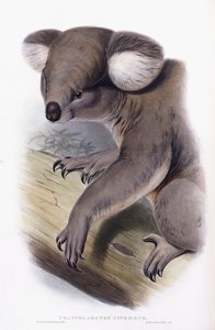 Koala - Phascolarctos cinereus, 1845-1863 de English School