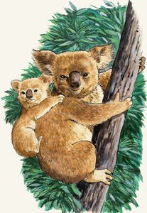 Koala y bebé
