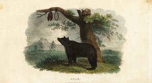 Método de caza de osos del pueblo Koryak en el Lejano Oriente ruso de English School