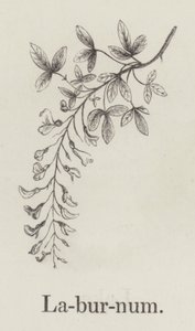 Laburnum (grabado) de English School