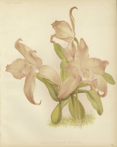 Laelia autumnalis venusta de English School