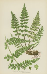 Lanceolate Spleenwort (litografía en color)
