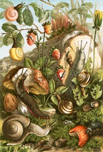 Moluscos terrestres