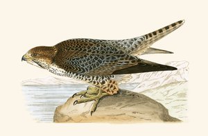 Halcón lanario, ilustración de 
