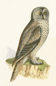 Búho Lapón, ilustración de 