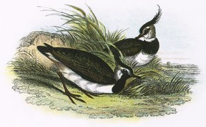 Avefría