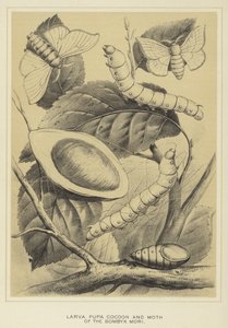 Larva, pupa, capullo y polilla del Bombyx mori