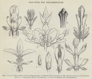 Brotes de hojas para ornamentación