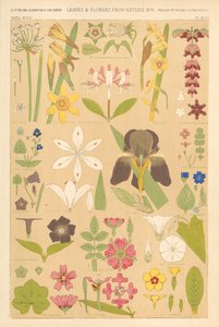 Hojas y Flores de la Naturaleza