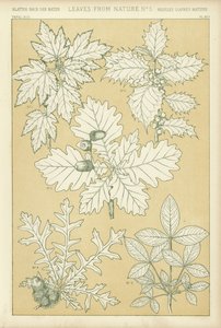 Hojas de la Naturaleza de English School