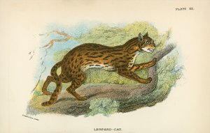 Gato-Leopardo de English School