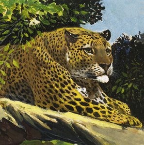 Leopardo
