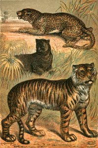 Leopardo, Pantera Negra y Tigre de English School