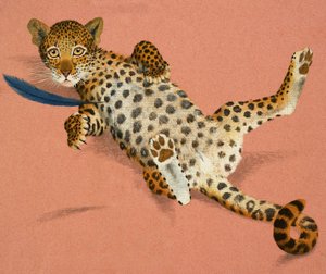 Cachorro de leopardo