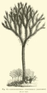 Lepidodendron Sternbergh, restaurado de English School