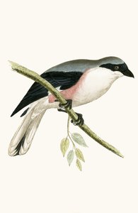 Alcaudón menor gris, ilustración de 