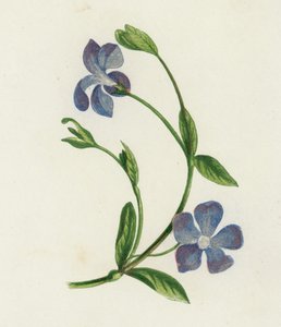 Vinca menor