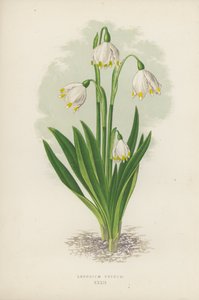 Leucojum Vernum