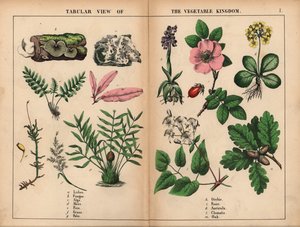 Líquenes, hongos, algas, musgos, helechos, hierbas, palmeras, orquídeas, rosas, aurículas, clemátides y robles.  , de "The Instructive Picturebook, or Lessons from the Vegetable World", [Charlotte Mary Yonge], Edimburgo de English School