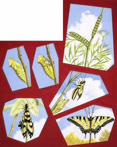 Ciclo de vida de la mariposa