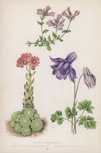 Linaria Origanifolia; Sempervivum Arachnoideum; Aquilegia Pyrenaica (litografía en color)