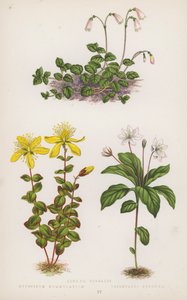 Linnaea Borealis; Hypericum Nummularium; Trientalis Europaea (litografía en color) de English School