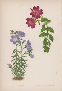 Linum Alpinum; Epilobium Obcordatum (litografía en color)