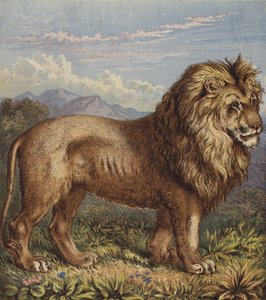 León (litografía en color) de English School