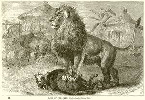 León del Cabo