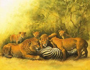 Leones alimentándose de un cadáver de cebra