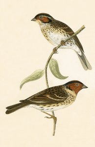 Escribano palustre, ilustración de 