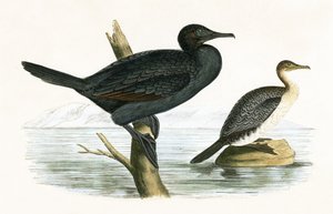 Cormorán pequeño, ilustración de 