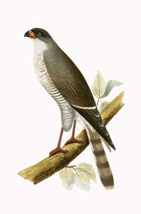 Pequeño halcón de pico rojo, ilustración de 