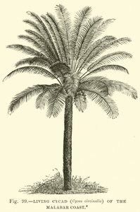 Cícada Viva (Cycas circinalis) de la Costa de Malabar
