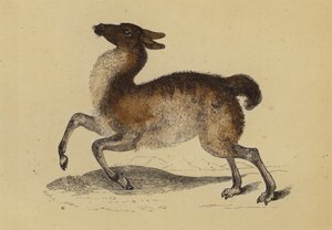 Llama (litografía en color)
