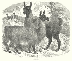 Llamas (engraving) de English School