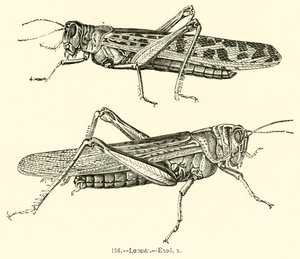 Langostas, Éxodo x de English School