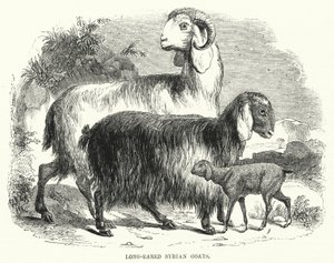 Cabras Sirias de Orejas Largas de English School