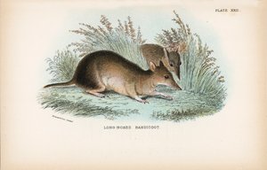 Bandicut de nariz larga