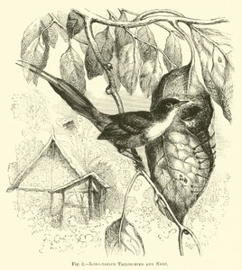 Pájaro sastre de cola larga y nido de English School