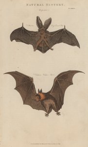 Murciélago orejudo y murciélago vampiro de English School