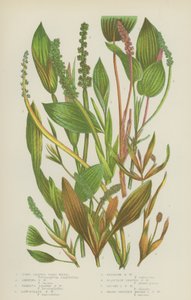 Hierba de Estanque de Hojas Largas, Hierba de Estanque Brillante, Hierba de Estanque de Hojas Variadas, Hierba de Estanque Lanceolada de English School