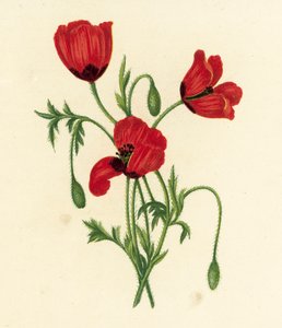 Amapola de cabeza espinosa larga, Papaver Argemone (litografía en color)