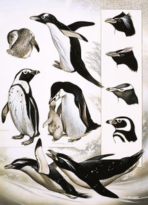 Mirando la naturaleza: ¿Qué son los pingüinos Spheniscidae?