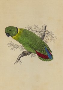 Pájaro del Amor