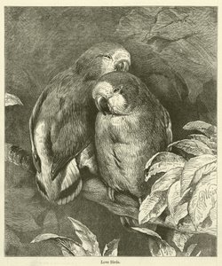 Love Birds (grabado)