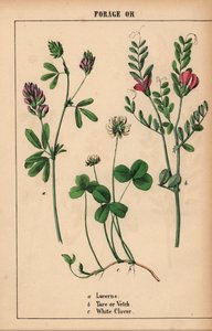 alfalfa, tara o arveja y trébol blanco  , de "The Instructive Picturebook, or Lessons from the Vegetable World", [Charlotte Mary Yonge], Edimburgo de English School