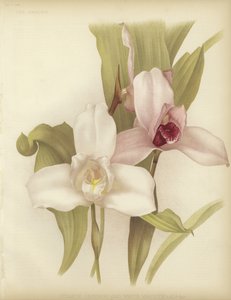 Lycaste skinneri y variedad blanca