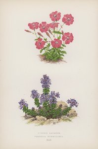 Lychnis Lagascae; Veronica Nummularia de English School